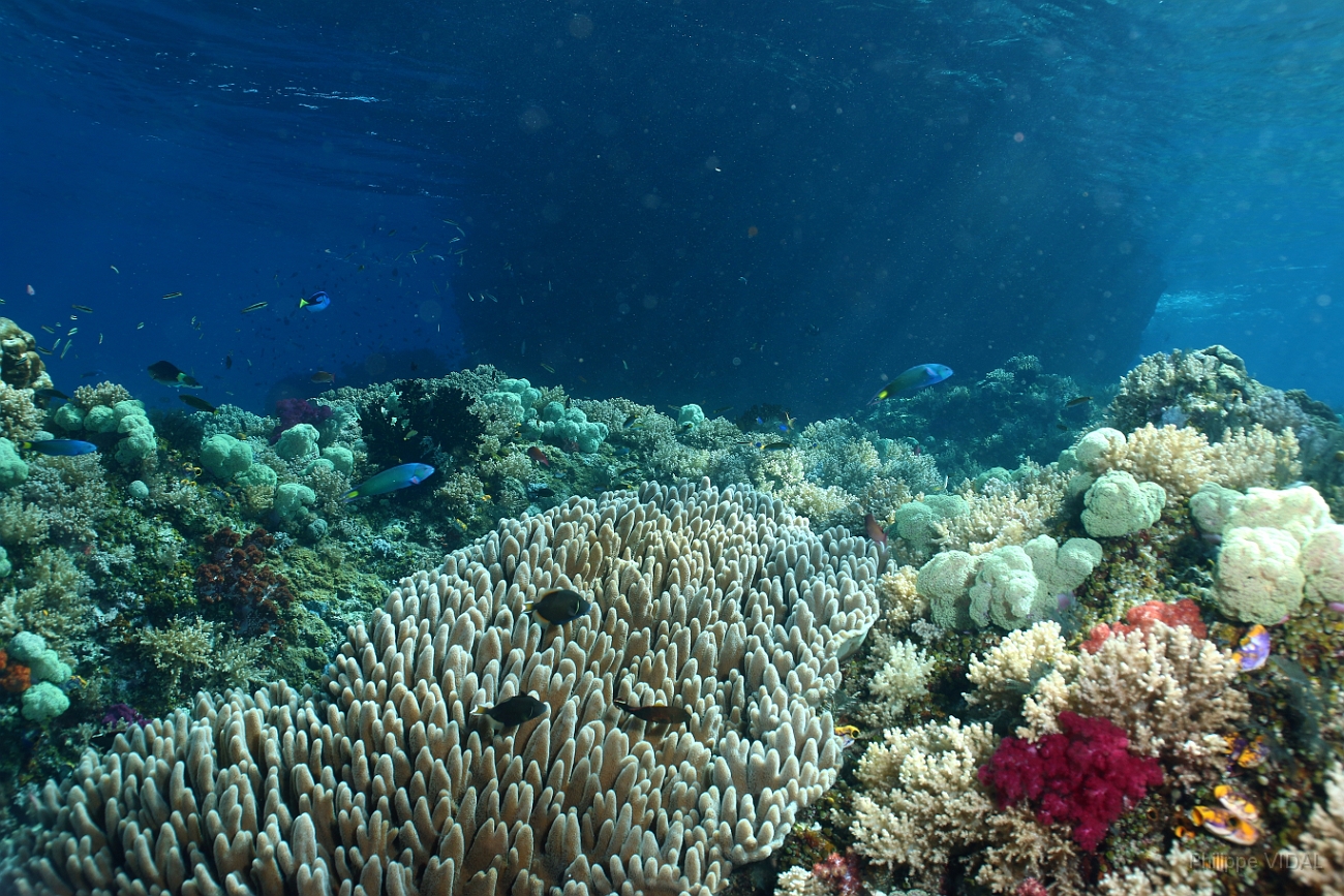 Raja Ampat 2016 - Corail - IMG_4931_rc.jpg